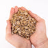 Organic Blue Oyster Mushroom Grain Spawn
